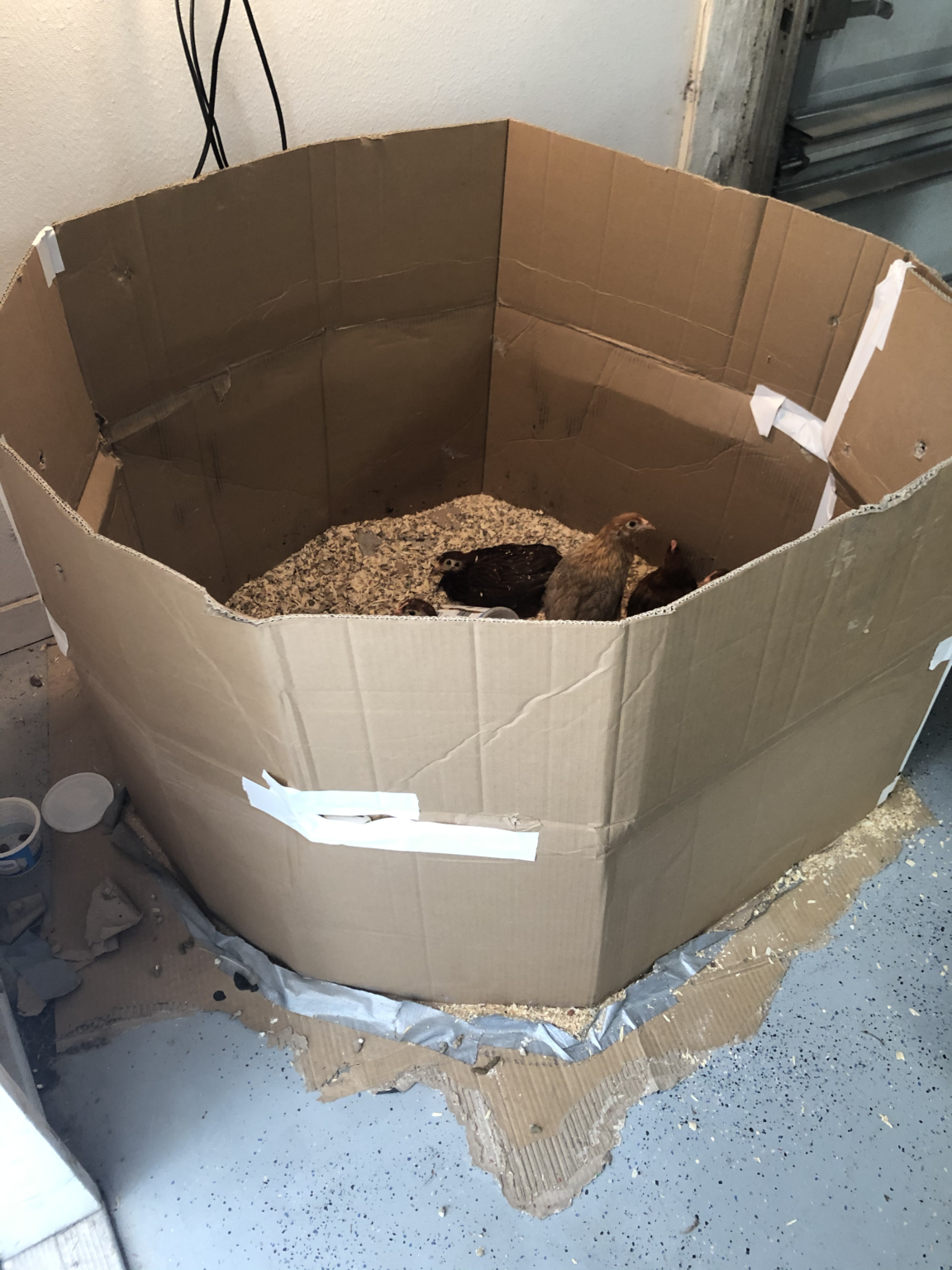 Best Chicken Brooder On a Budget - The Silly Couple