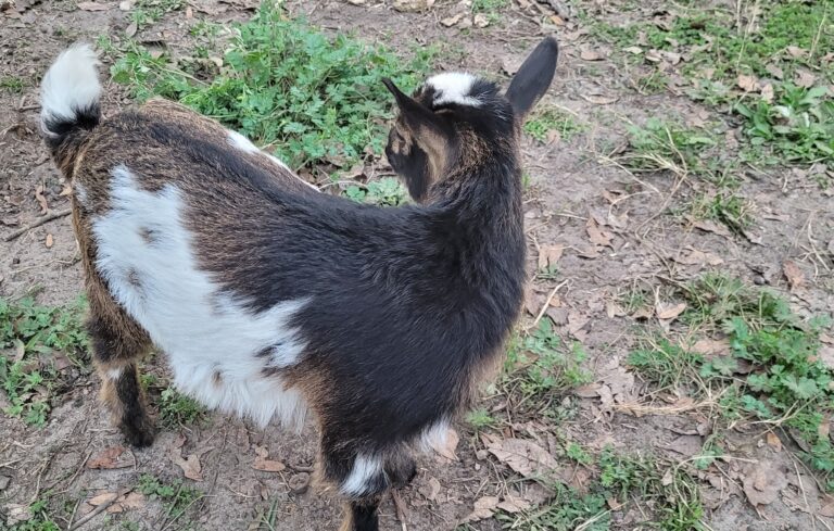 How Much Pasture Do Nigerian Dwarf Goats Need The Silly Couple